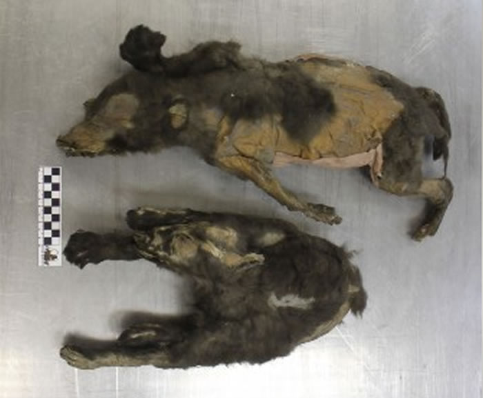 14000年前的冰河时代“小狗”实际上是狼姐妹,最后一顿饭吃的是长毛犀牛