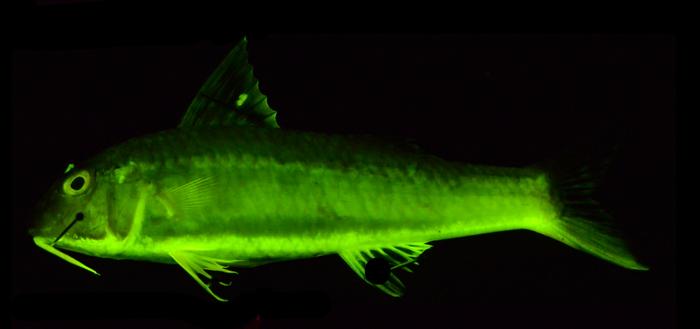 研究人员透露,鱼类生物荧光在1.12亿年里进化了100多次