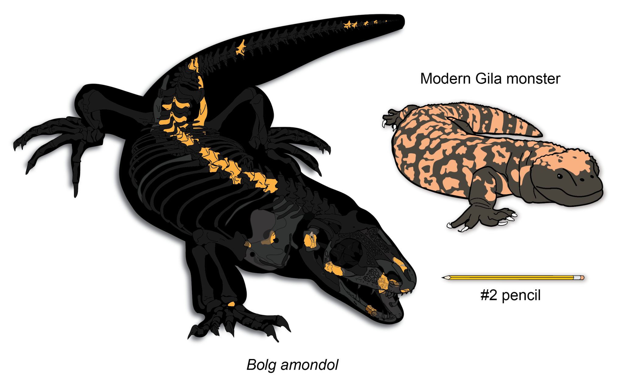 一只浣熊大小的史前蜥蜴的骨头在犹他州自然历史博物馆罐子里放了20年