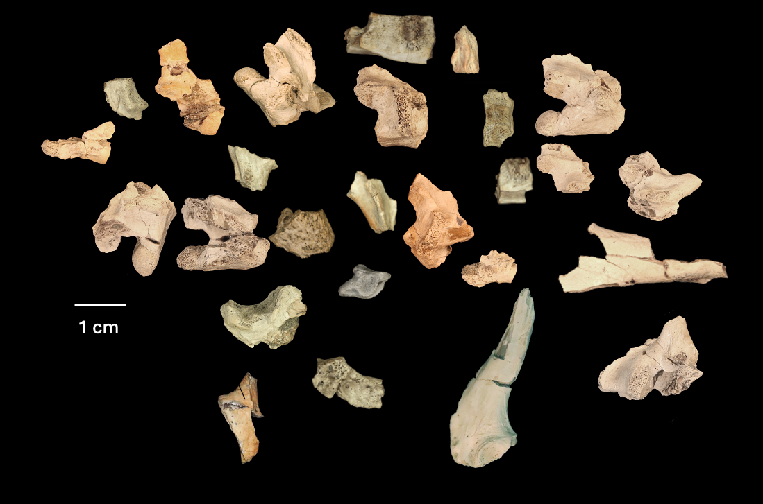 一只浣熊大小的史前蜥蜴的骨头在犹他州自然历史博物馆罐子里放了20年