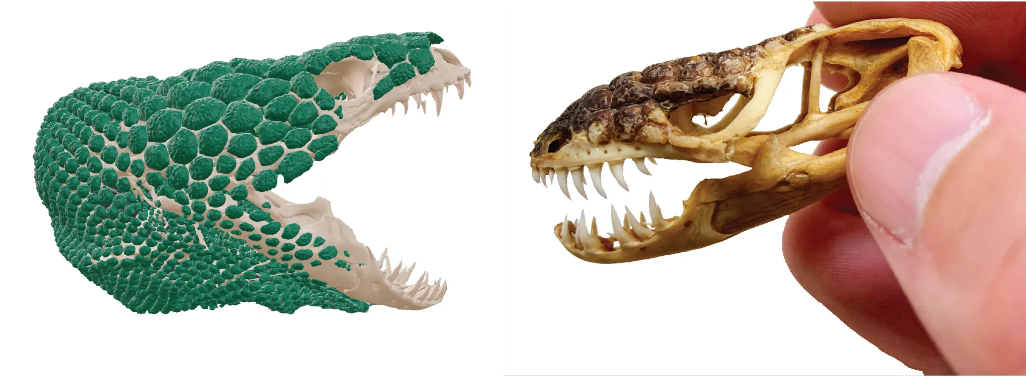 一只浣熊大小的史前蜥蜴的骨头在犹他州自然历史博物馆罐子里放了20年