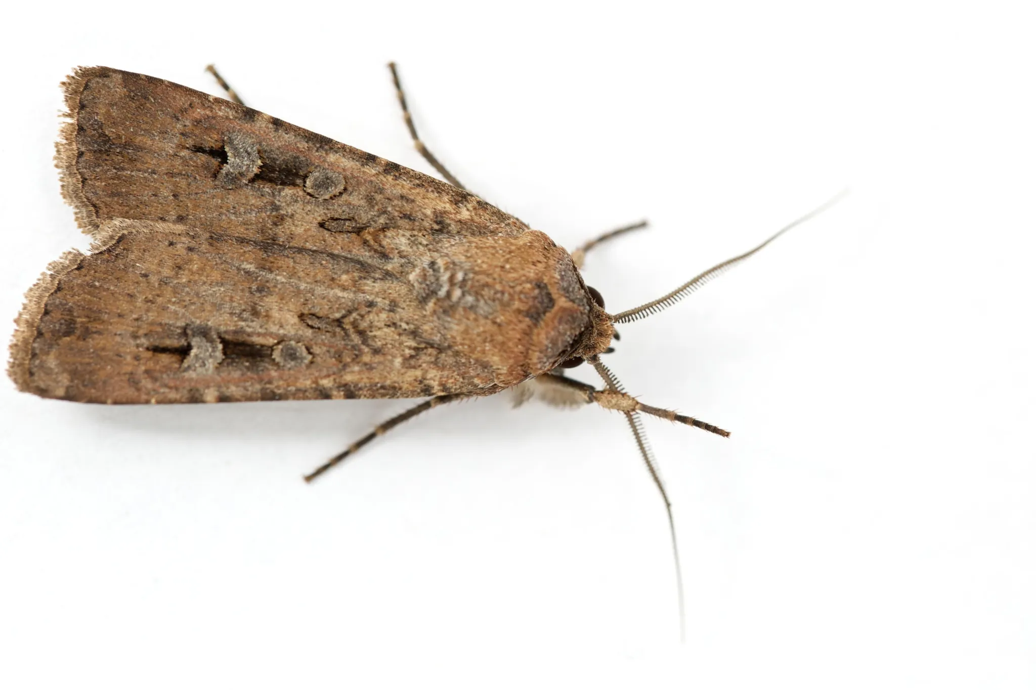 迁徙的飞蛾能读懂星星