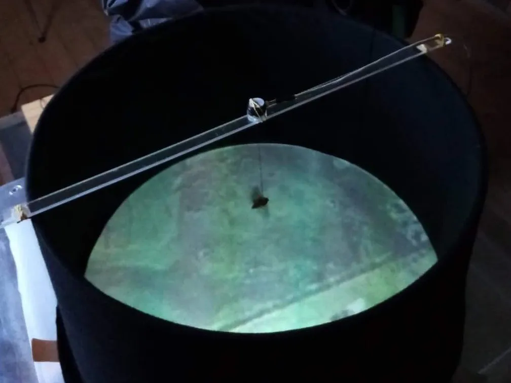 迁徙的飞蛾能读懂星星