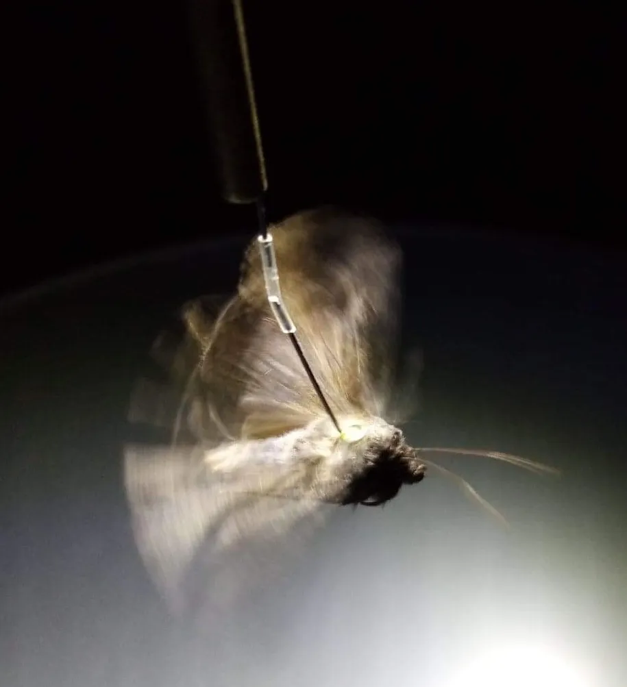 迁徙的飞蛾能读懂星星