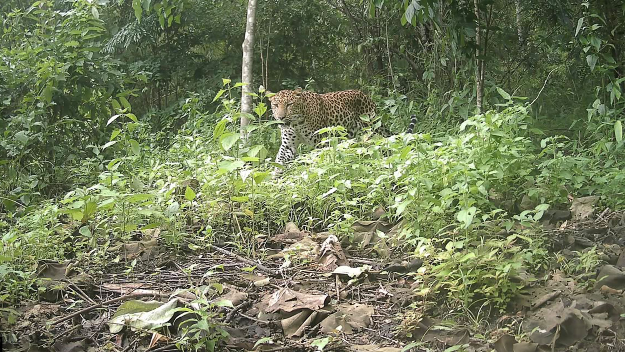 孟加拉国相机陷阱捕捉到难以捉摸且极度濒危的豹子