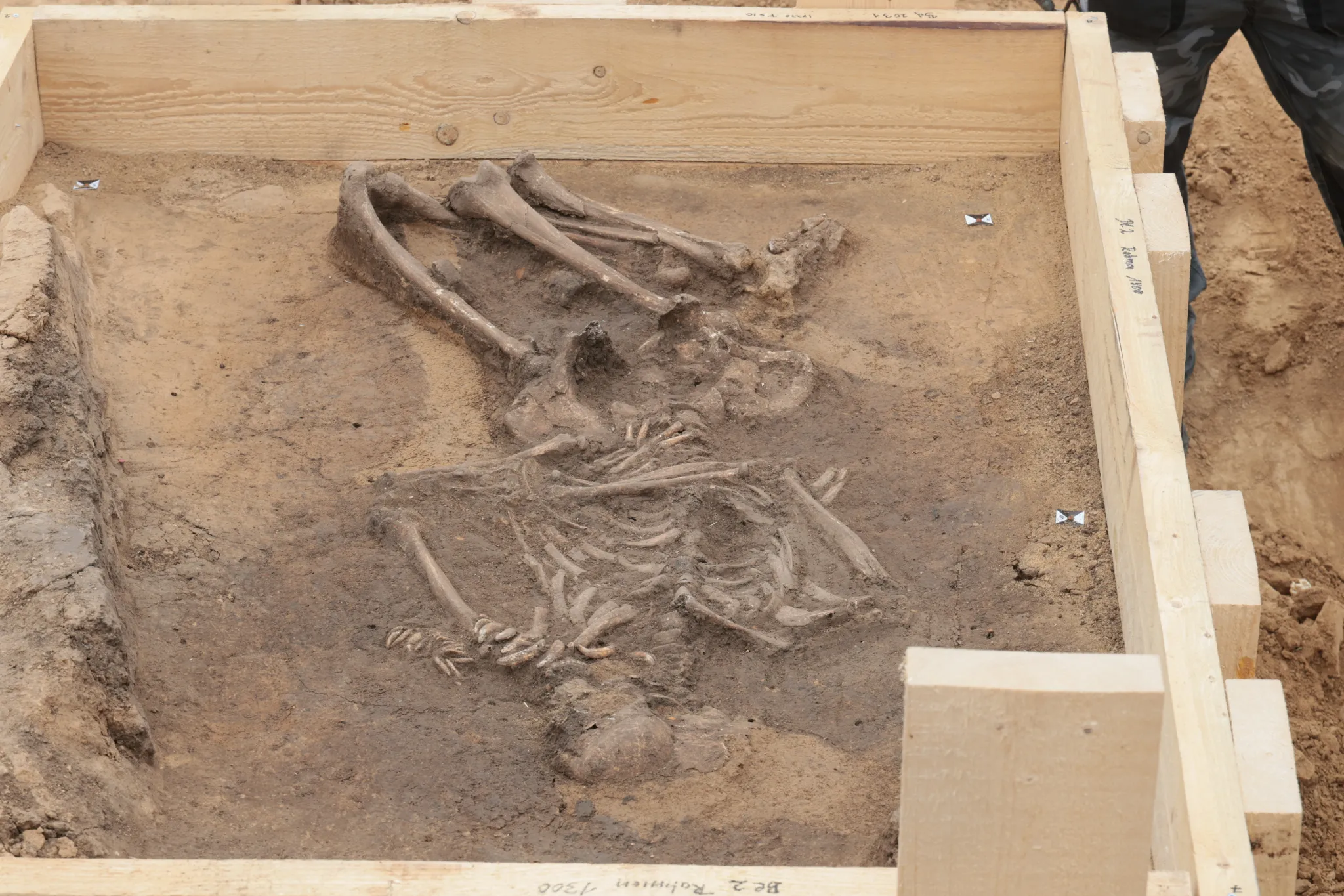 新石器时代的母亲用狗牙装饰婴儿背带