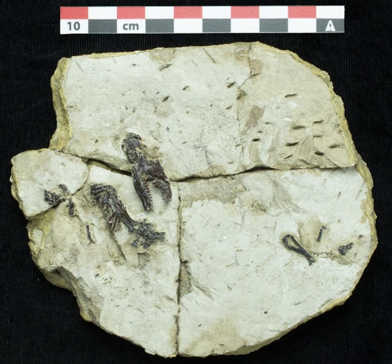 �������Ż�ɽ�ڷ���ʷǰ���������塱����ʯ