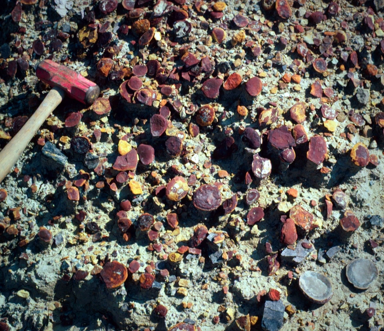 美国伊利诺伊州北部3亿年前的生态系统包括三个古环境