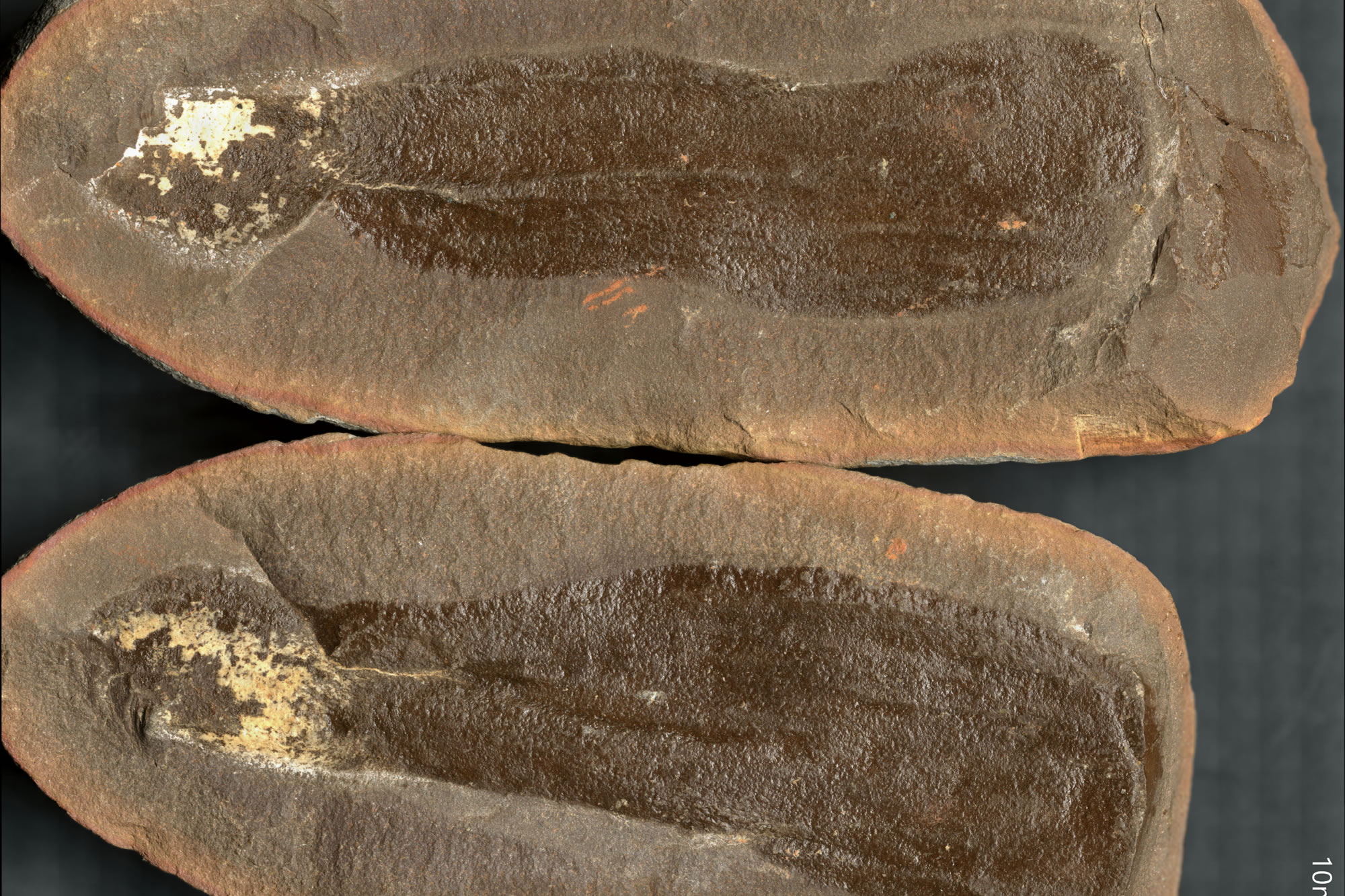 美国伊利诺伊州北部3亿年前的生态系统包括三个古环境