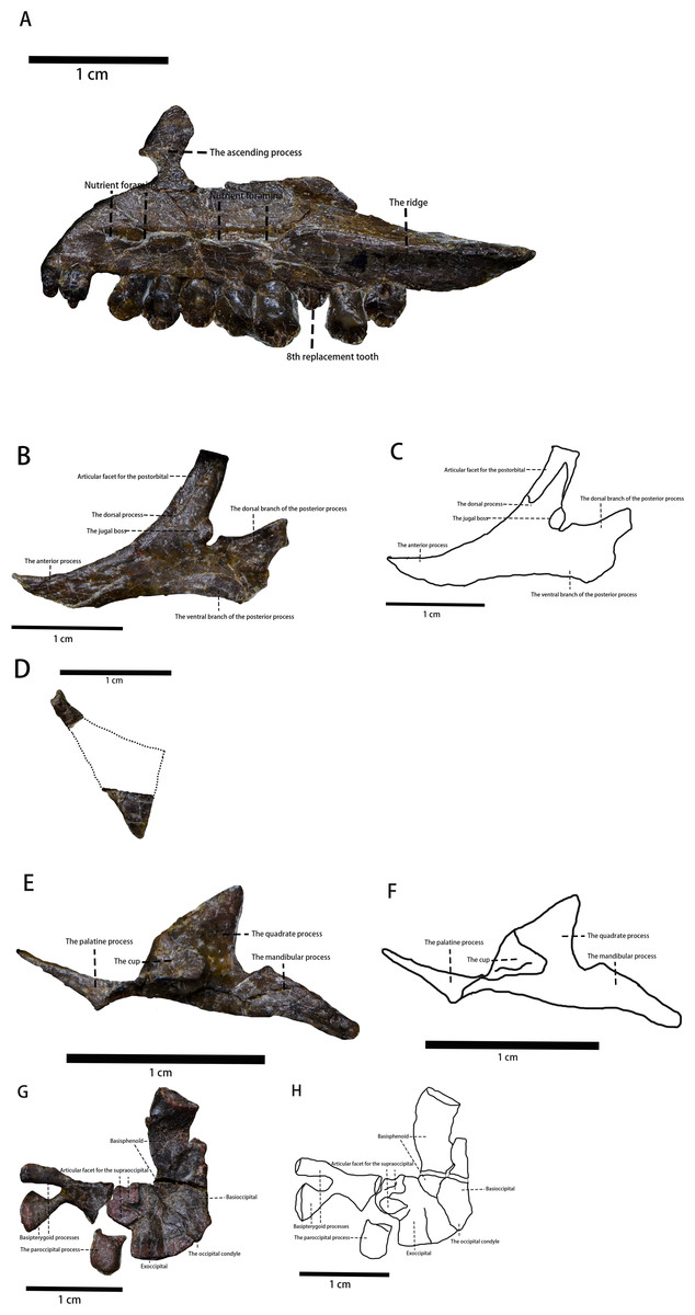 在中国发现的一种新恐龙没有咆哮,而是像鸟一样鸣叫