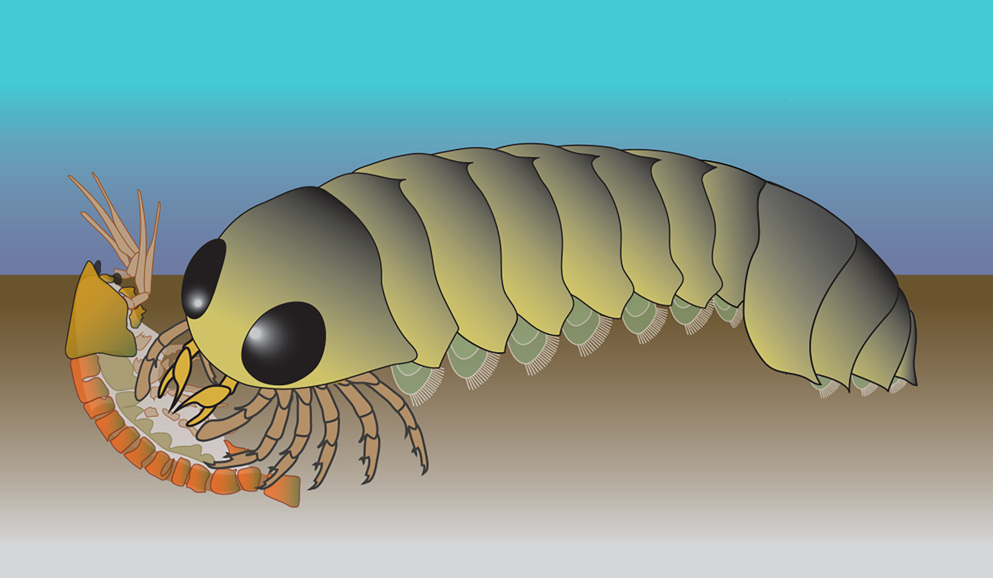化石神经系统指向蜘蛛及其亲属的海洋起源