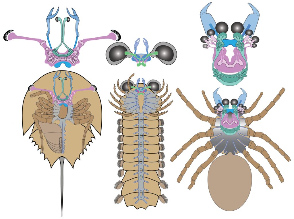 化石神经系统指向蜘蛛及其亲属的海洋起源