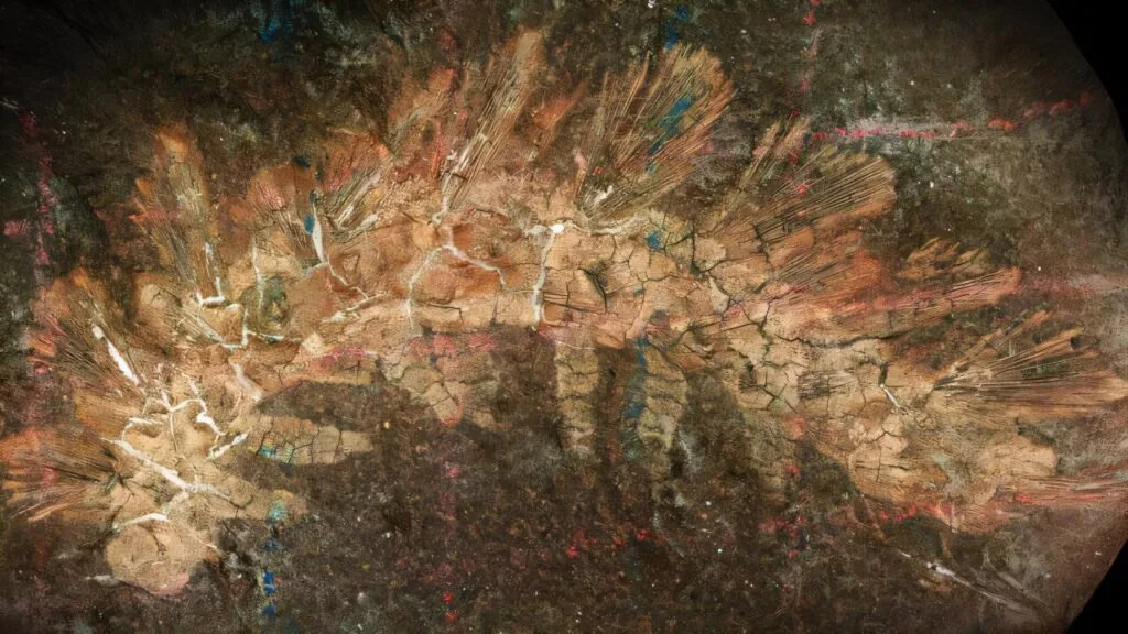 ʯΪëë֪ϵķǺҶ㶯