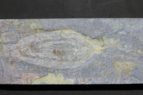 �о����Ŵ�����״�������¹���Ϊ�������������