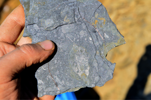 �о����Ŵ�����״�������¹���Ϊ�������������