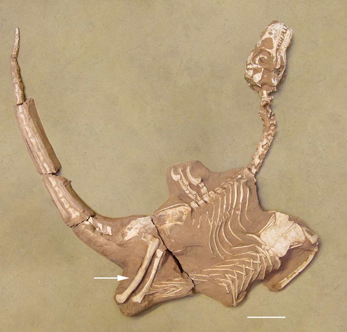 手异常强壮的迅猛龙化石表明了一个新的掠食性生态位