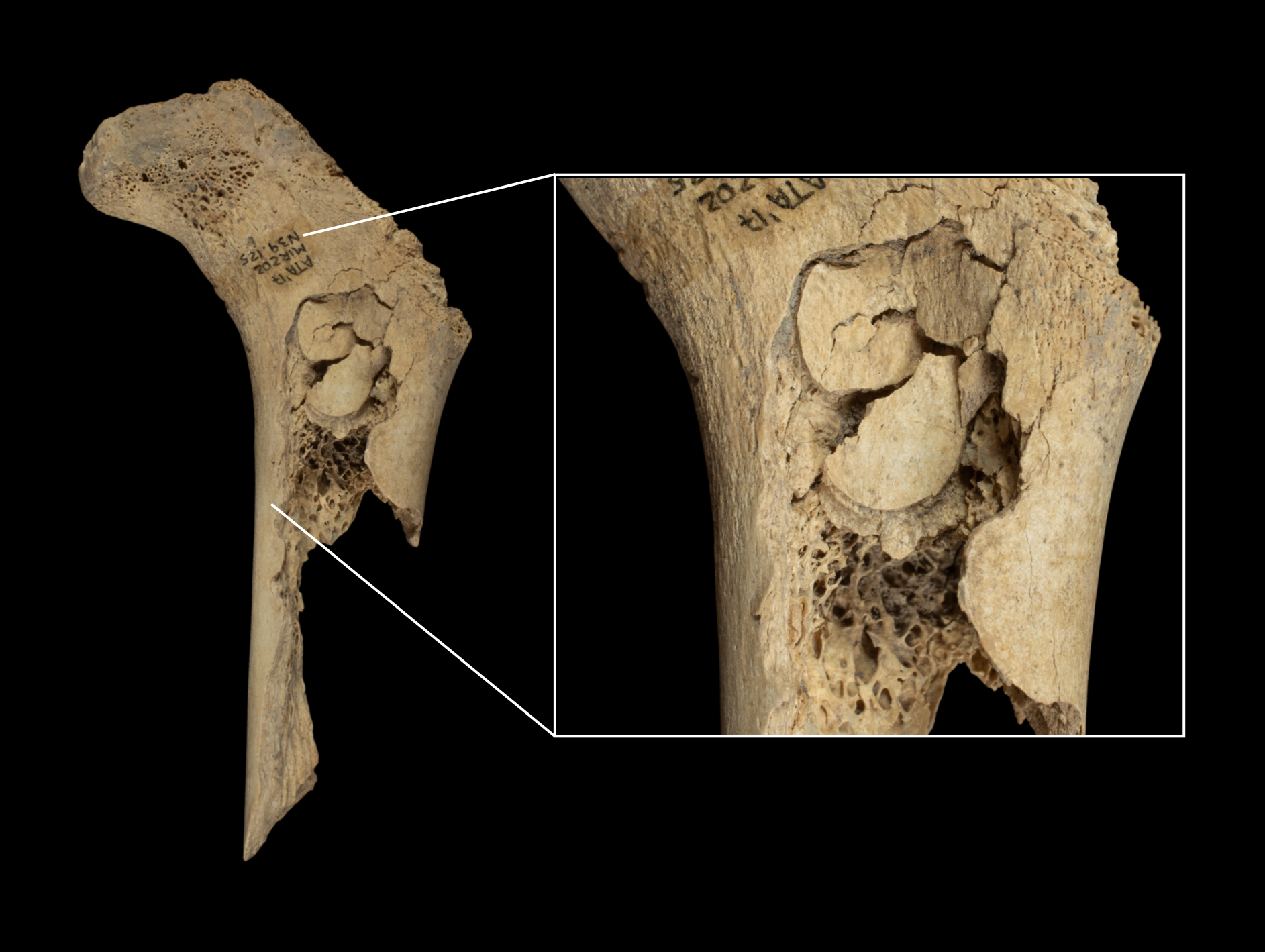 ������ʷǰ��Ѩ�����ġ�սʱͬ����ʳ��