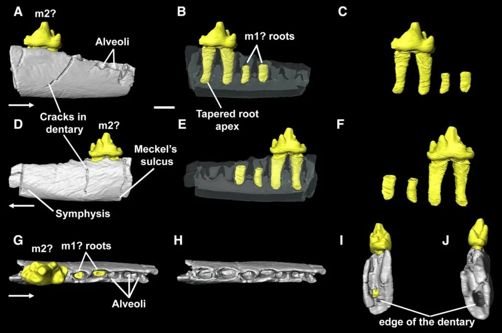 在格陵兰岛发现的已知最古老的docodontan化石缩小了进化差距