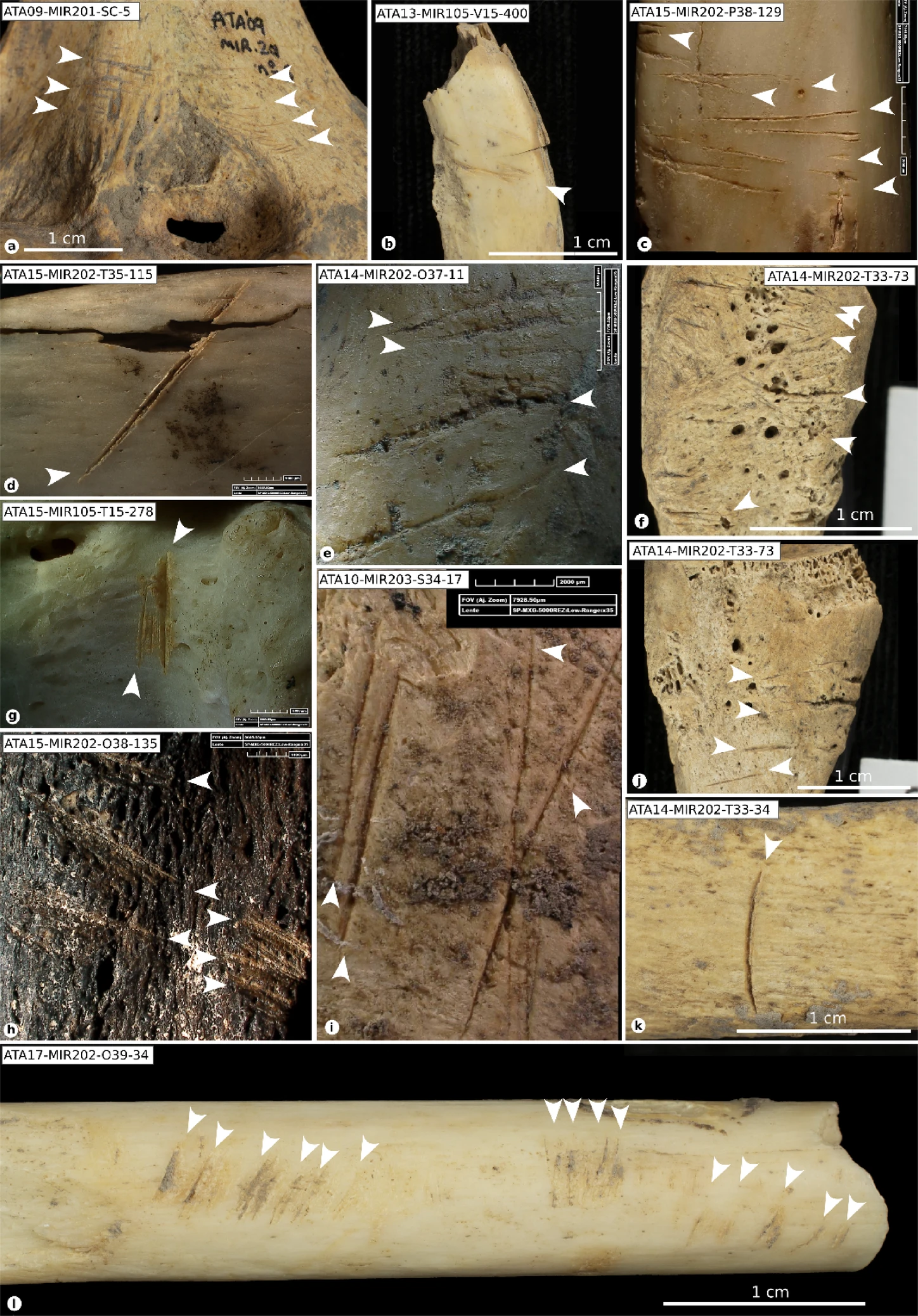 �Ա������µ�֤�ݱ�����ʯ��ʱ����ũ���ʳ����