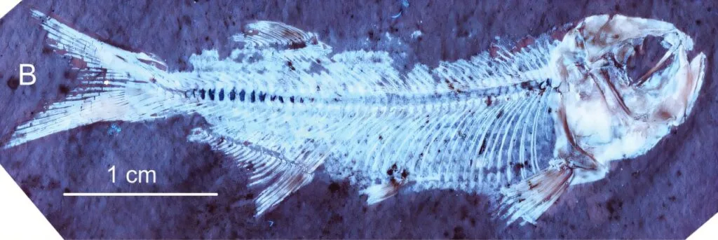 µThrissopsΪӲṩ˼