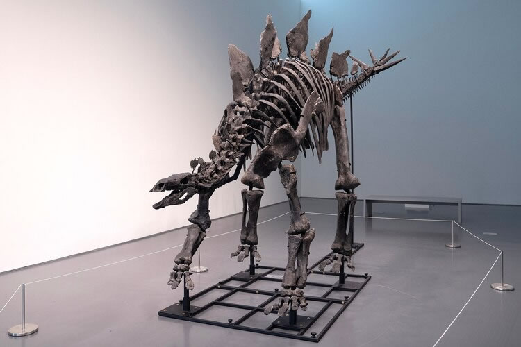 ������ѧ��˵����ʯ�ǿ�ѧ֤�ݣ���Ӧ������������Ԫ�ļ۸�������˽�����