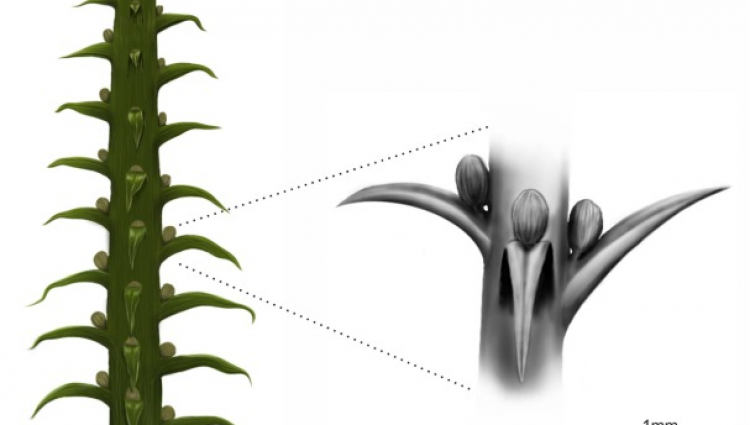 2.96ǰĻʯʾ˹Ŵֲİ