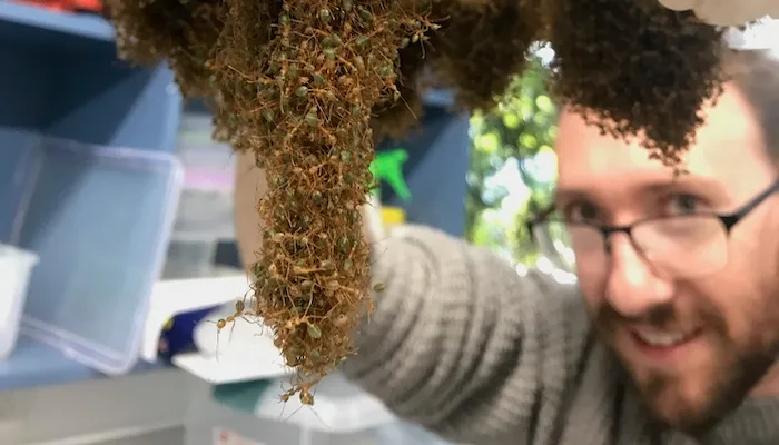 蚂蚁比人类更善于团队合作