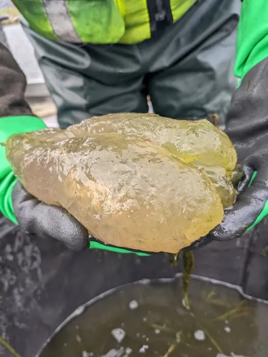 ���׺����֡�������������ܡ�