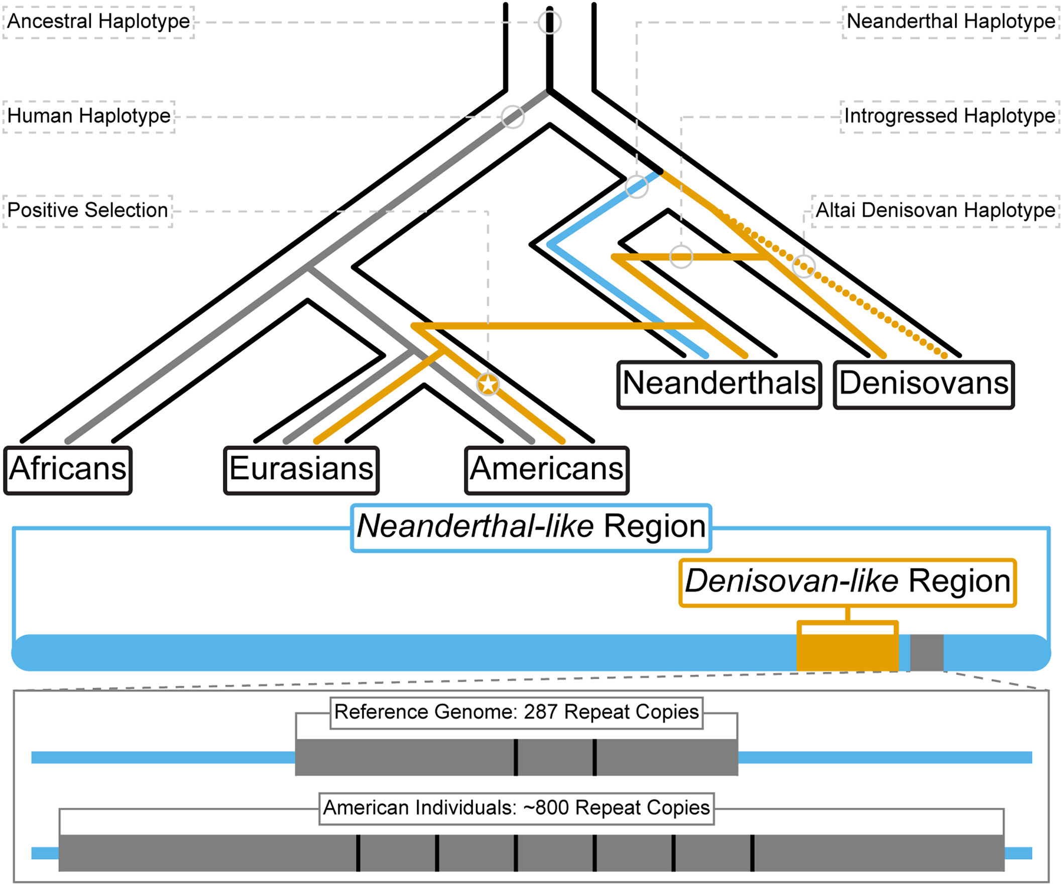 ����������������DNA���ܰ����Ŵ���������������