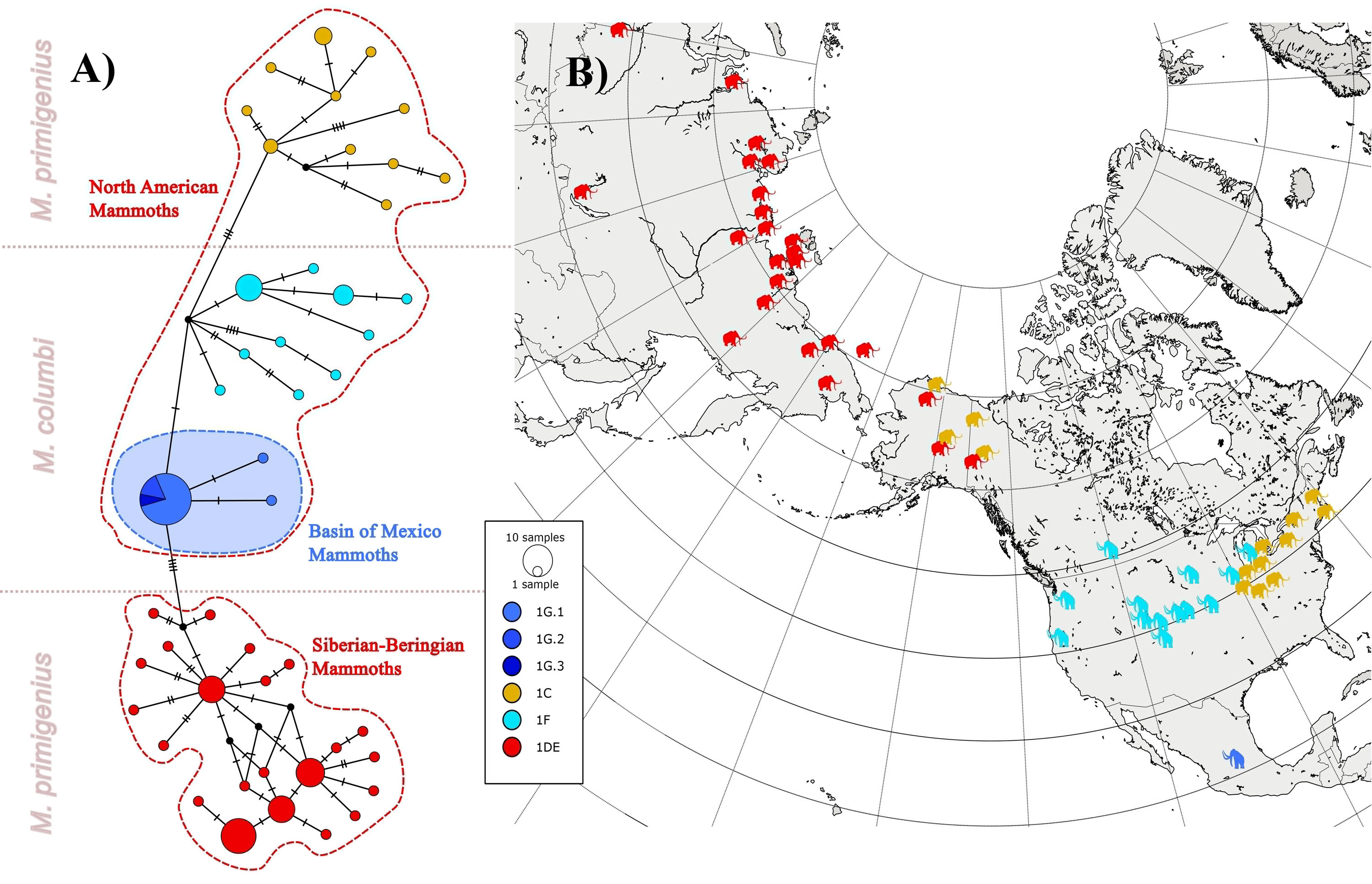 ����ī�����������DNA��ʾ�˲�ͬ����ϵ