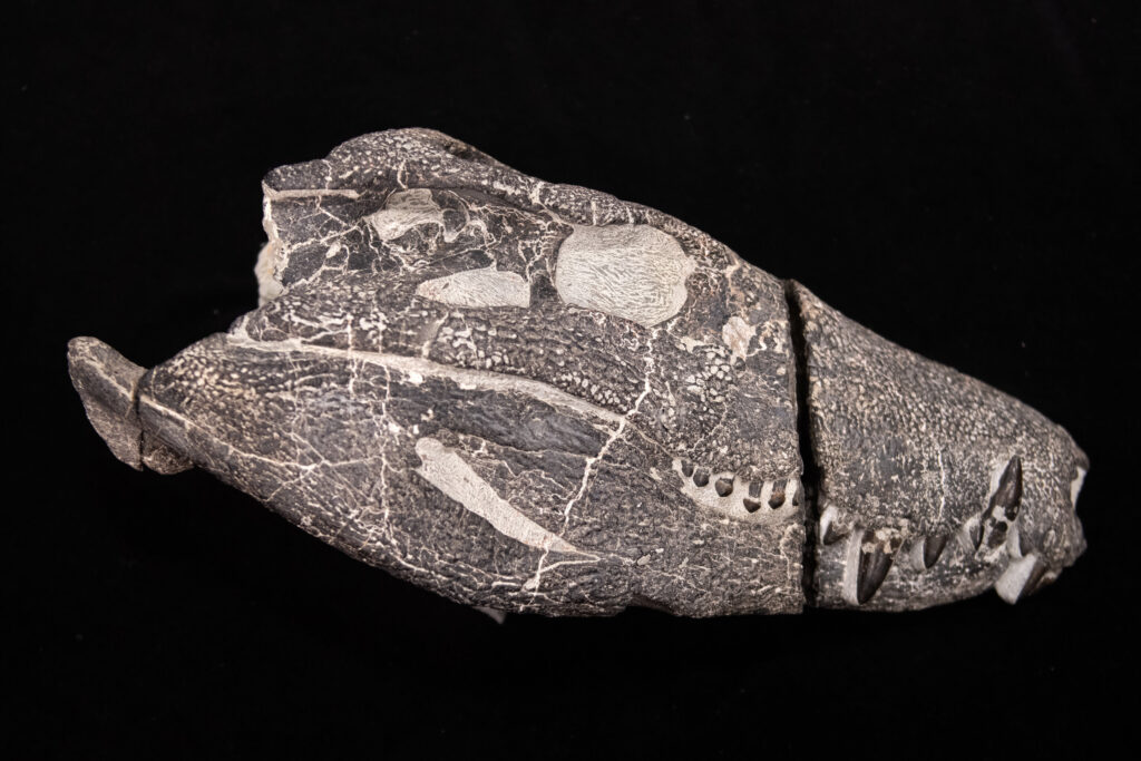 在失落的世界中猎杀恐龙的鳄鱼亲戚