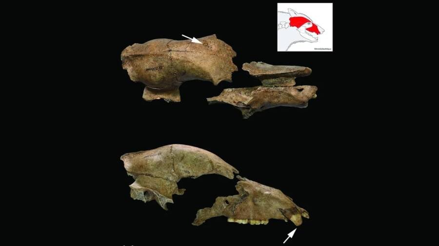 头骨提供了熊在罗马圆形剧场战斗的第一个直接证据