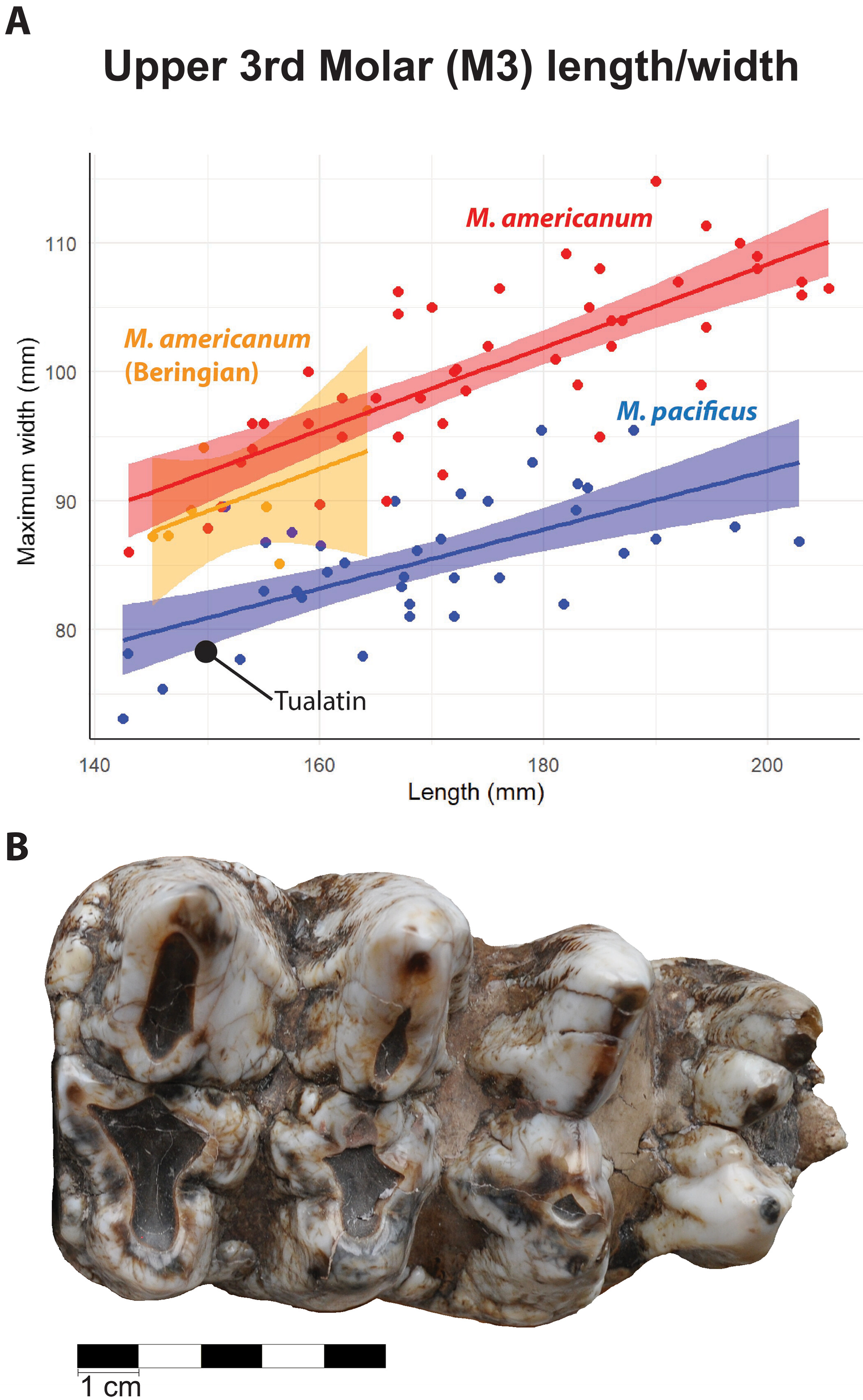�Ŵ�DNA��ʾ�˼��临�ӵ��������������仯�����ķ���Ǩ��