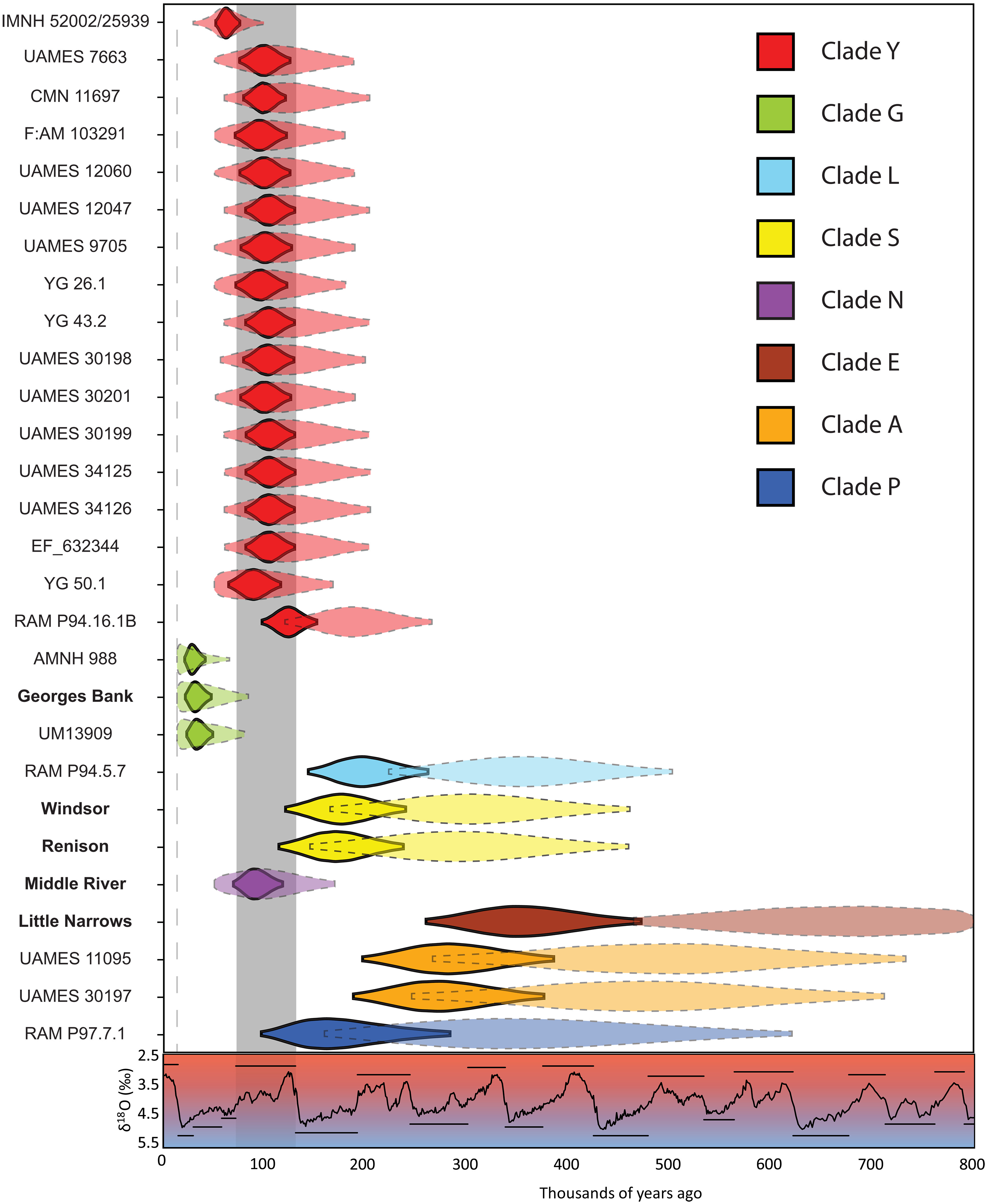 �Ŵ�DNA��ʾ�˼��临�ӵ��������������仯�����ķ���Ǩ��