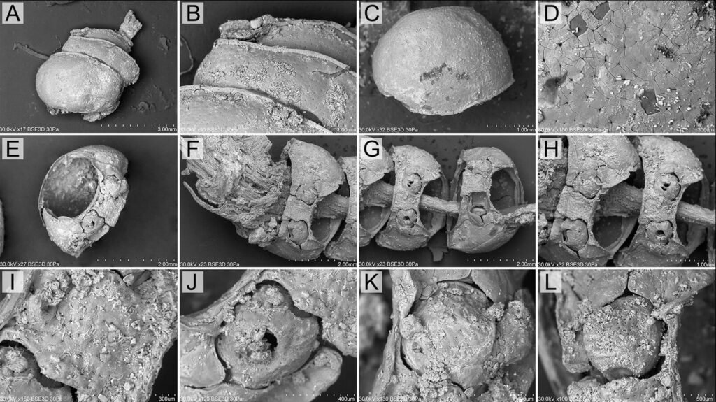 ����ѧ���ڲ�����ͯ��Ĺ�г�����3,000��ǰ�ļ׳�����