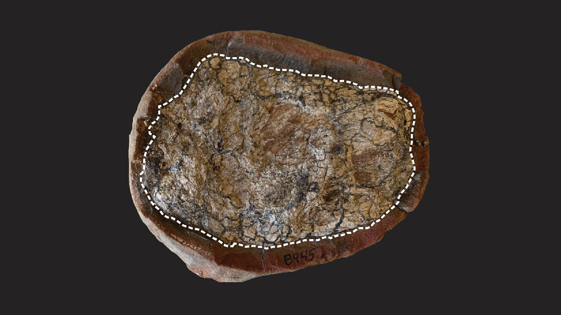 ��ѧ�ҽҿ������ڹŴ�����е�3����ǰ������