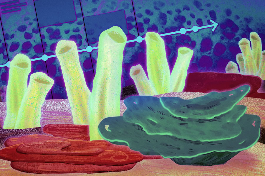 ��ѧ��ʯ����������������Ķ�������Ǻ���