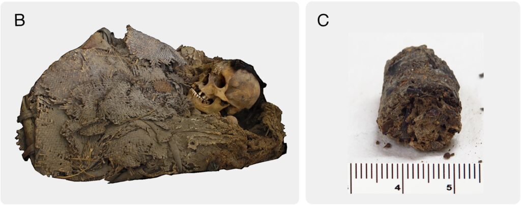科学家在古墨西哥木乃伊中发现保存了1,000年前的肠道细菌