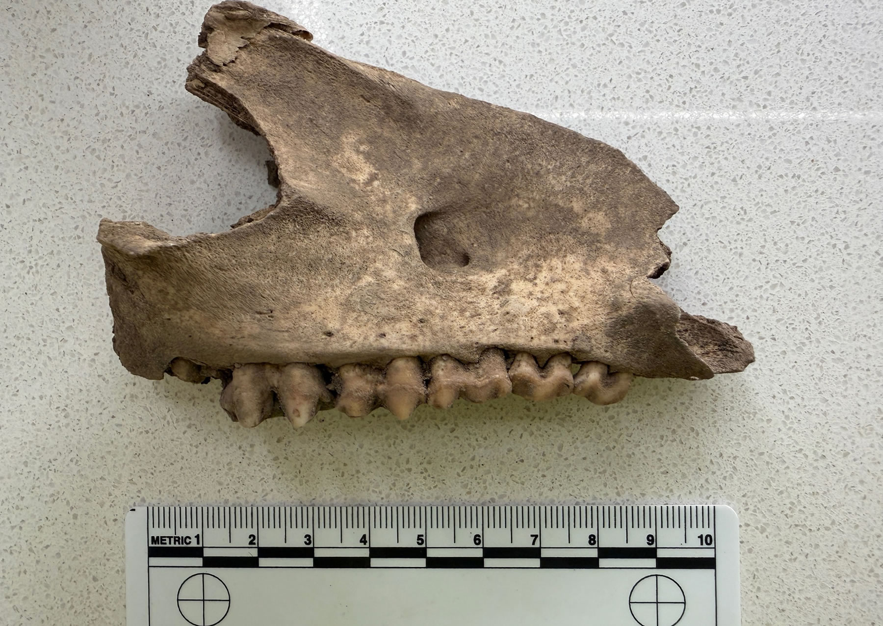 ڶʷƾõСƹݷֵֺϡ19Ӳ