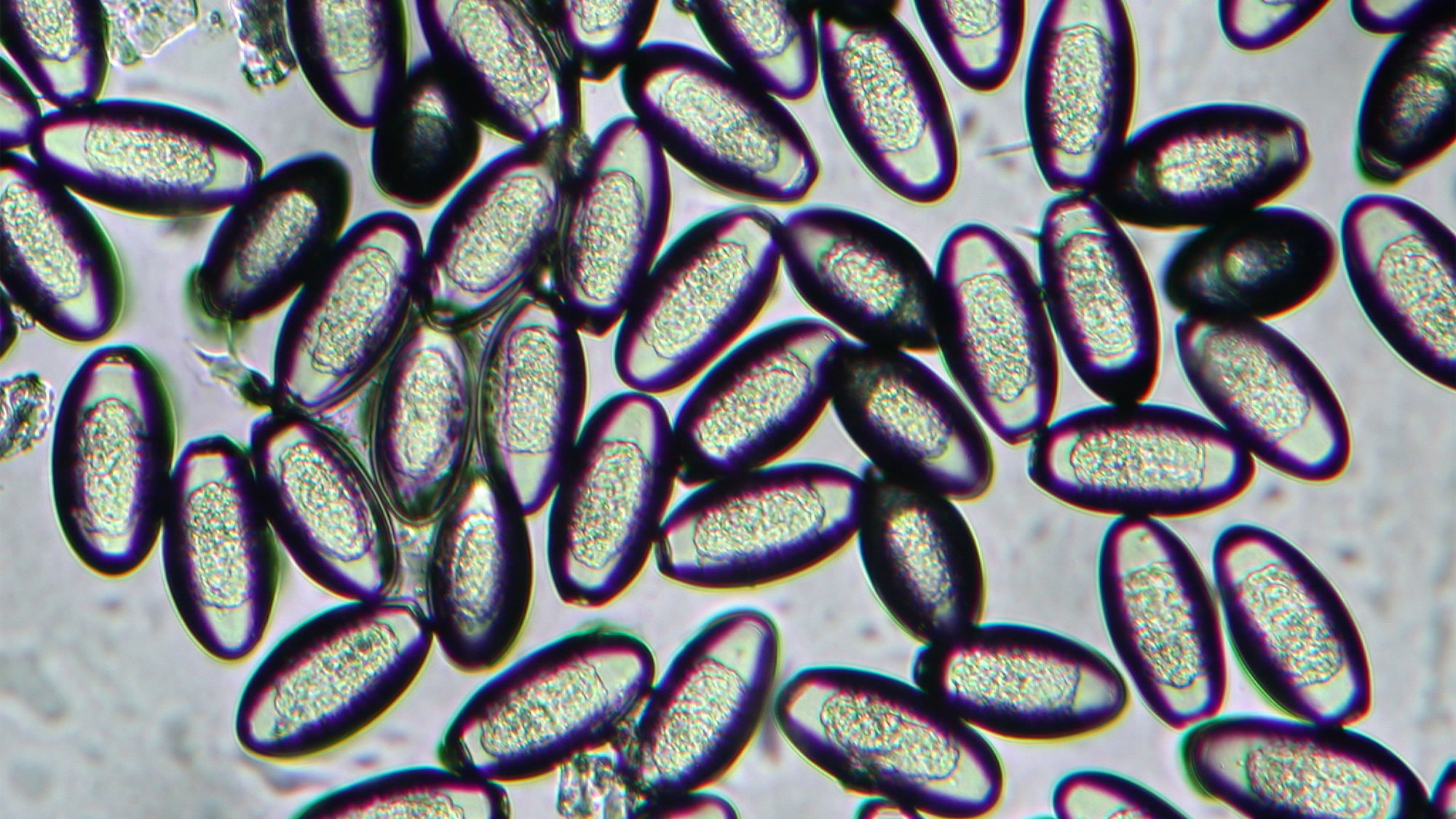 墨西哥“死儿洞穴”的古老粪便充满了寄生虫