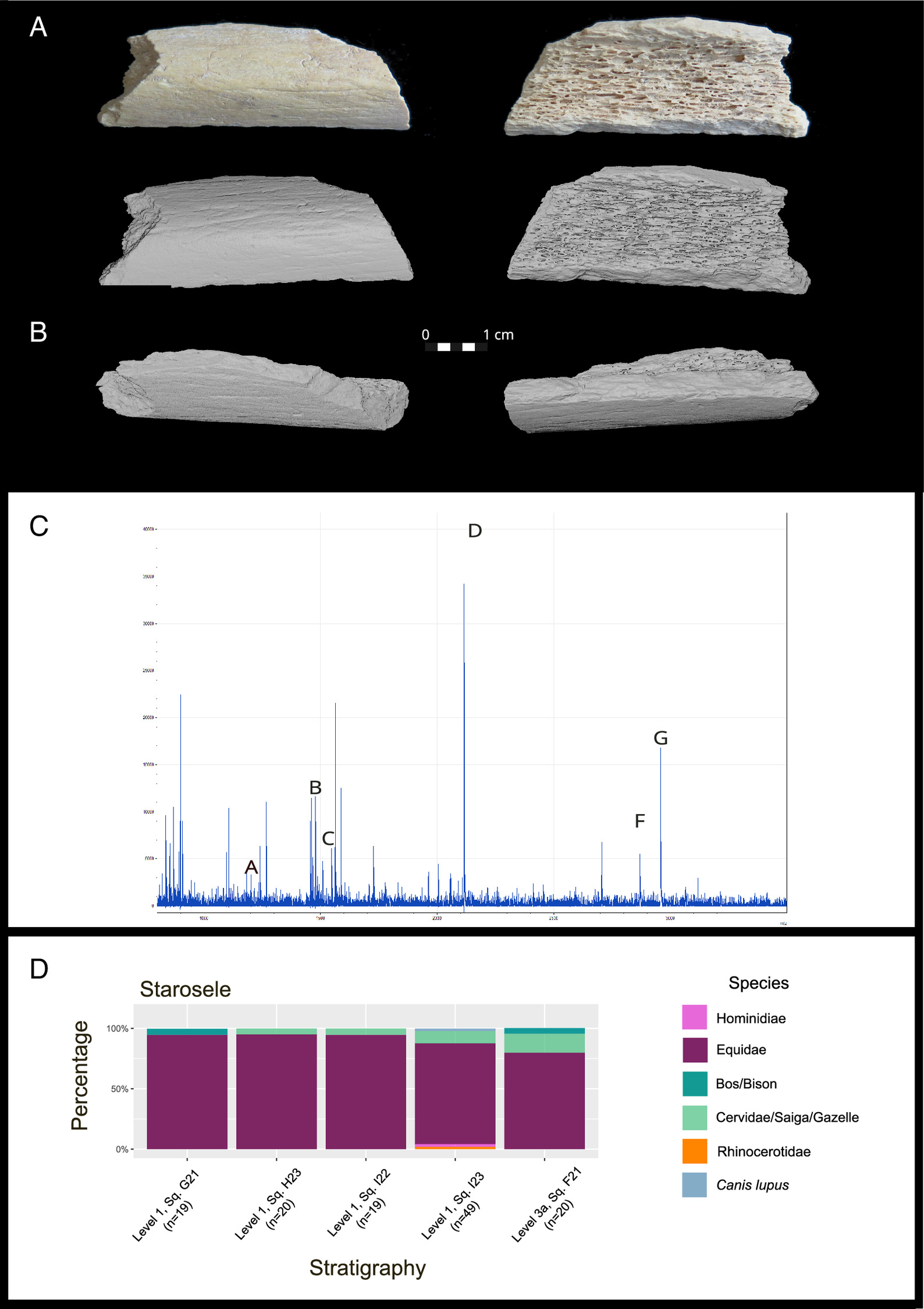 ���Կ������ǵ���DNA֤�ݽ�ʾ���ᰲ�����������޵�Ǩ��