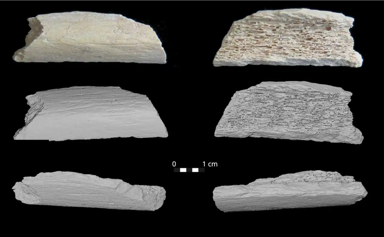 ���Կ������ǵ���DNA֤�ݽ�ʾ���ᰲ�����������޵�Ǩ��