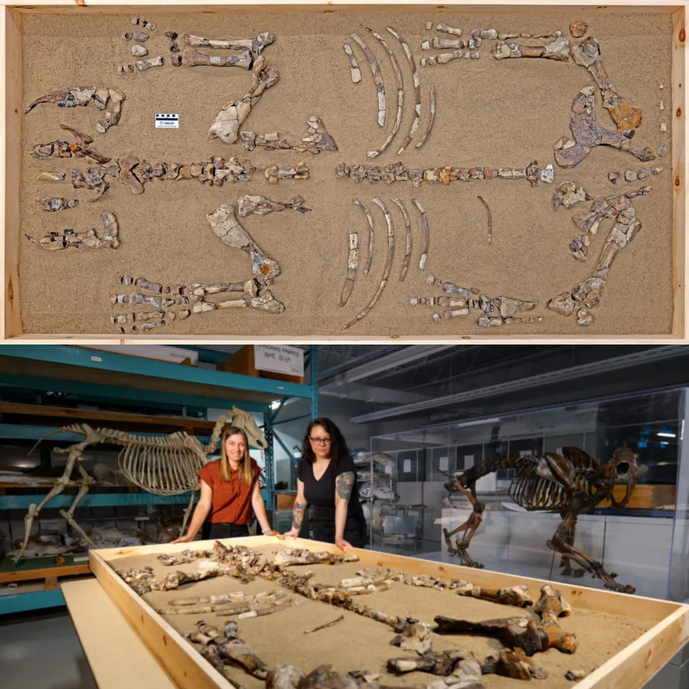 Լô󱱼ߵصĹϡ˪Ϭţд˿ѧΪǶԱ½ŵ˽