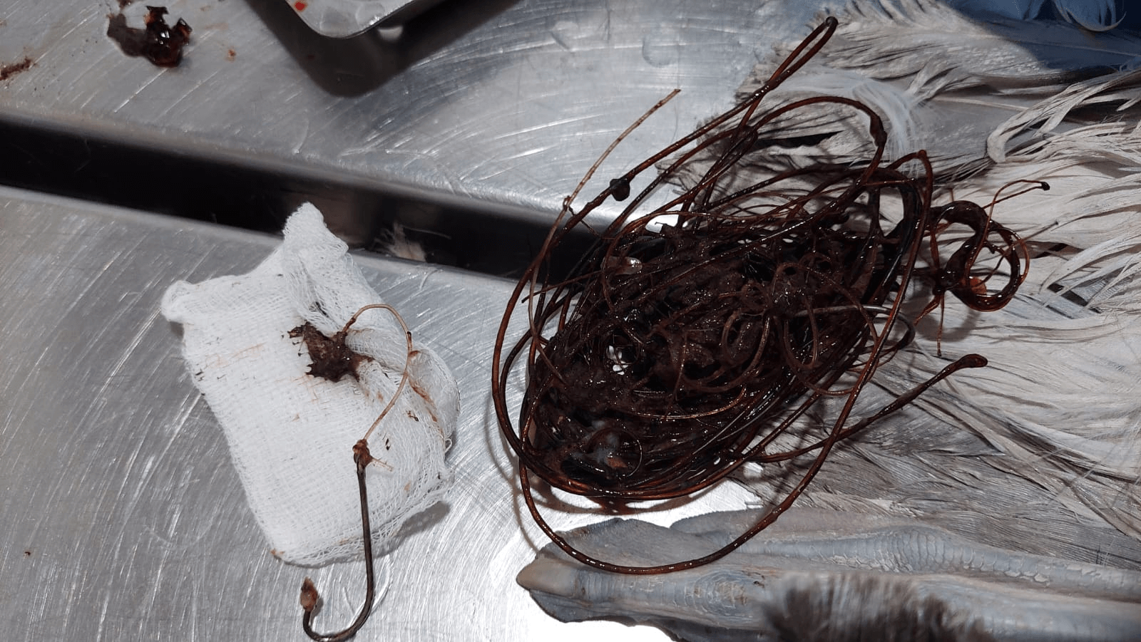 ϡ�к������������������ĸ����㹳����