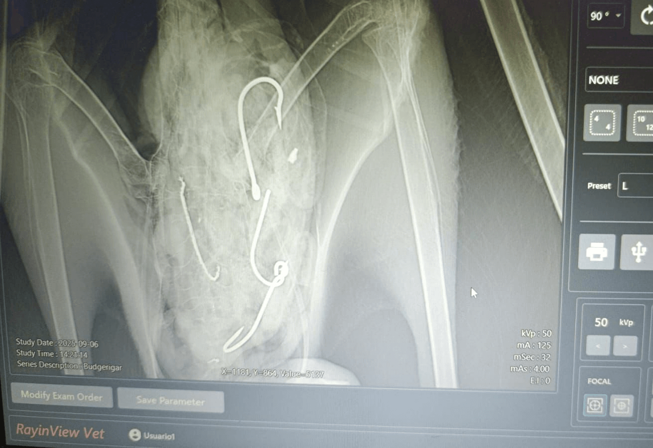 ϡ�к������������������ĸ����㹳����