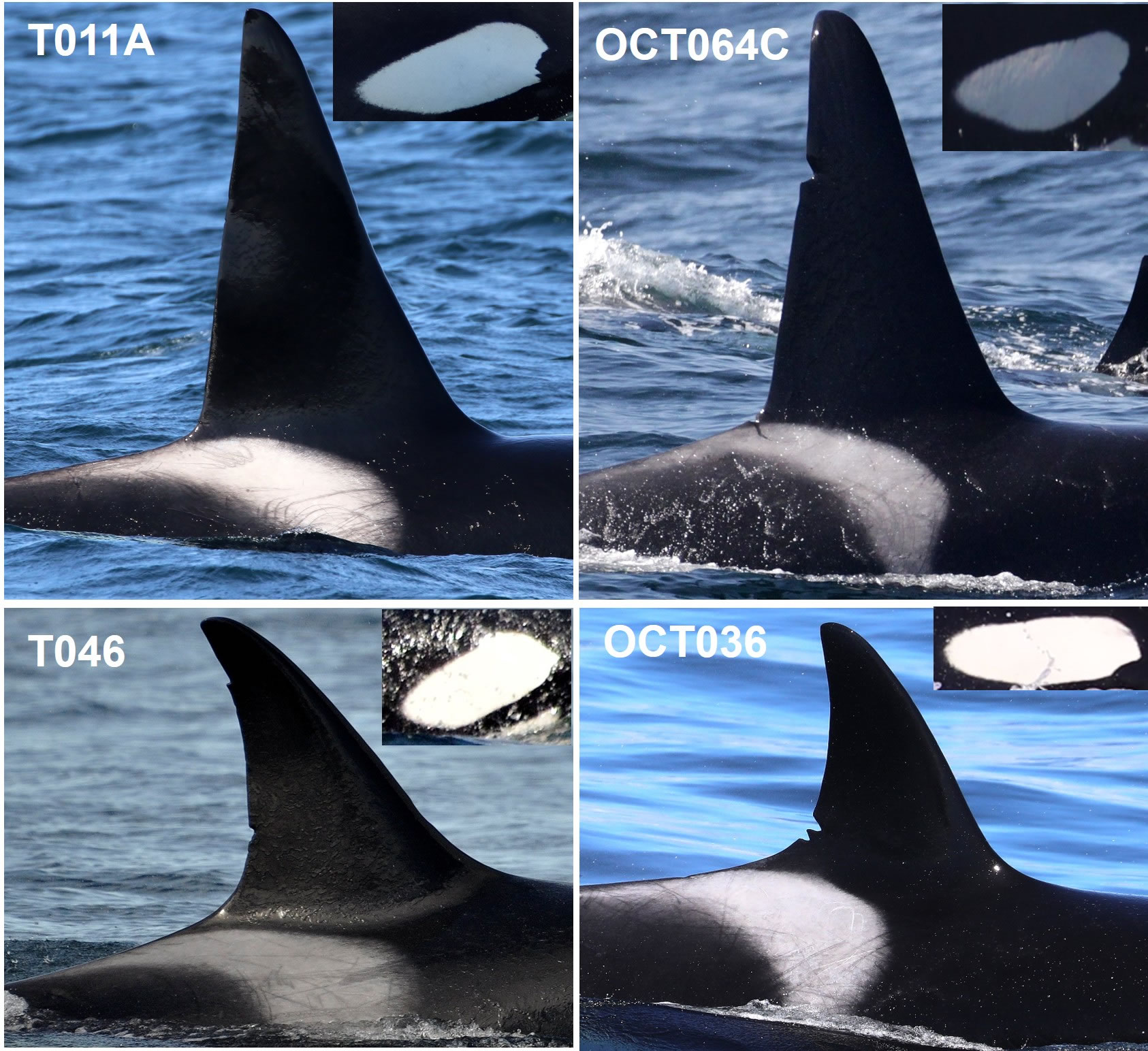 о֣Բ鶯ΪʳĻٻϵĲͬȺ