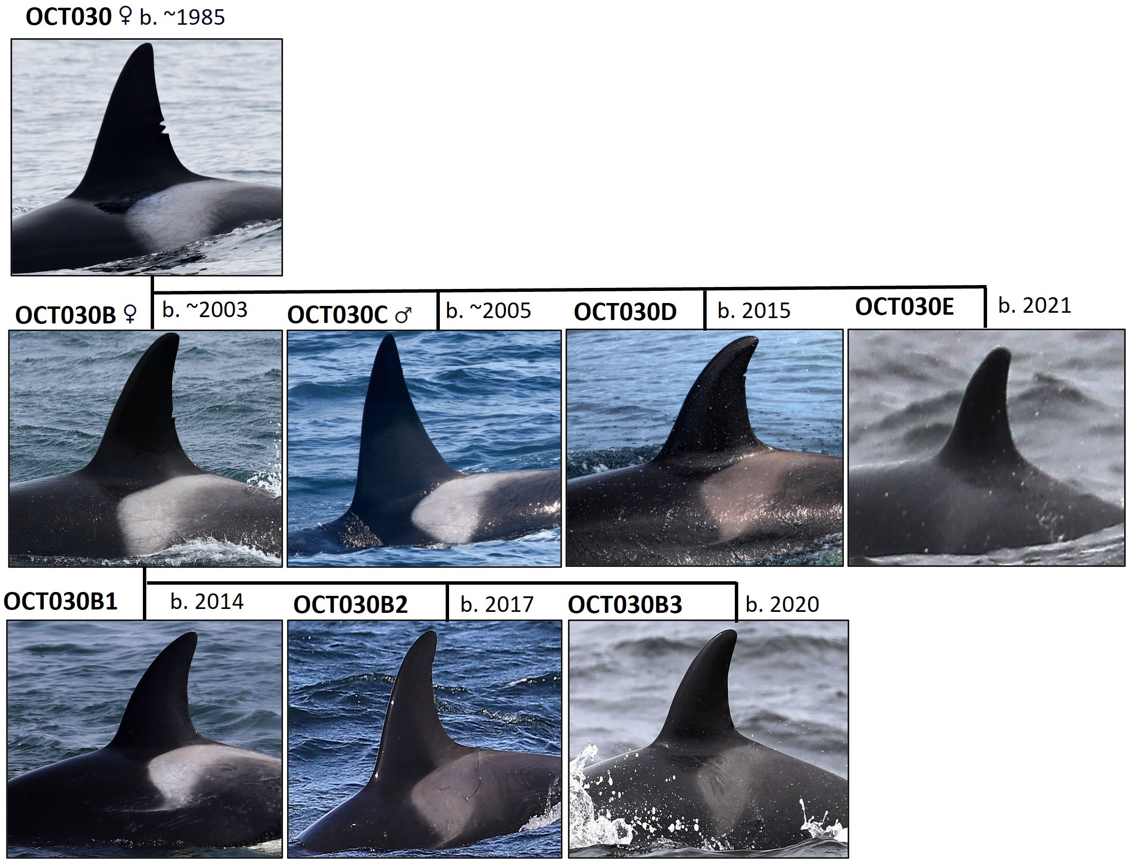 о֣Բ鶯ΪʳĻٻϵĲͬȺ