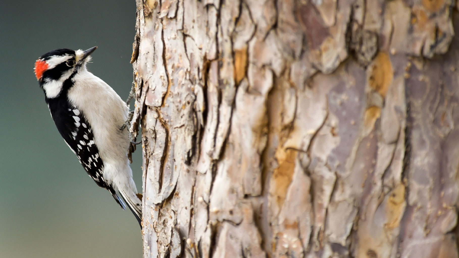 ��ľ���������˶�Աһ�����๾��