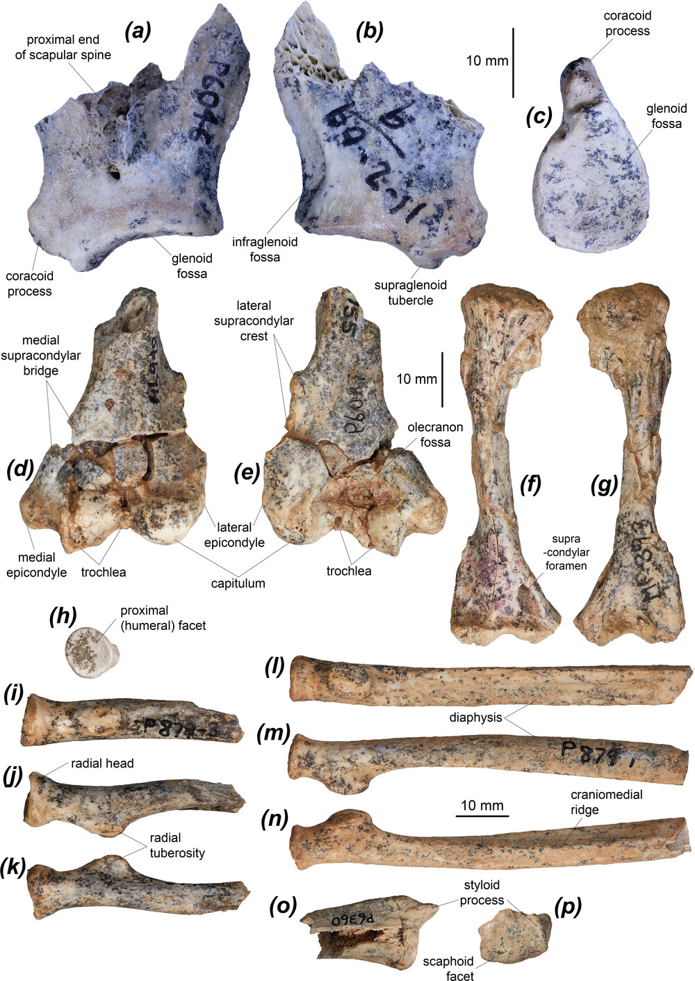 о֣һֻ϶͵СΪԾĳɹ춨˻