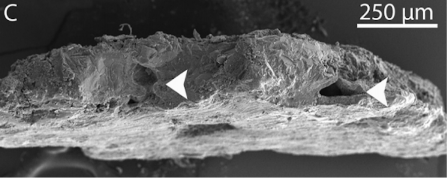 5500万年前:在昆士兰发现澳大利亚最古老的鳄鱼蛋壳